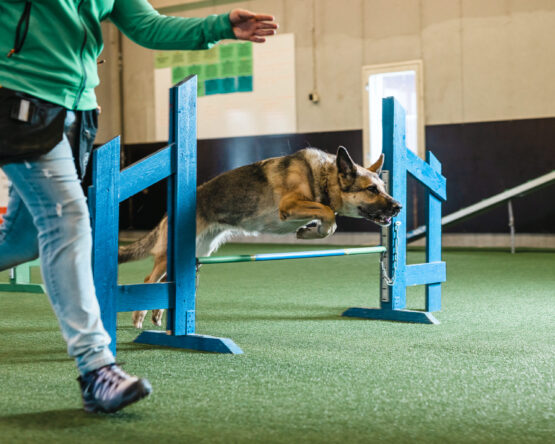 Agility alkeet, syys-lokakuu
