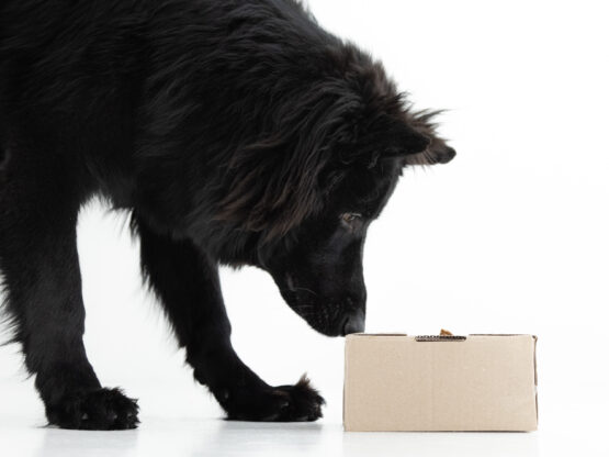 Hajuerottelukurssi alkeet